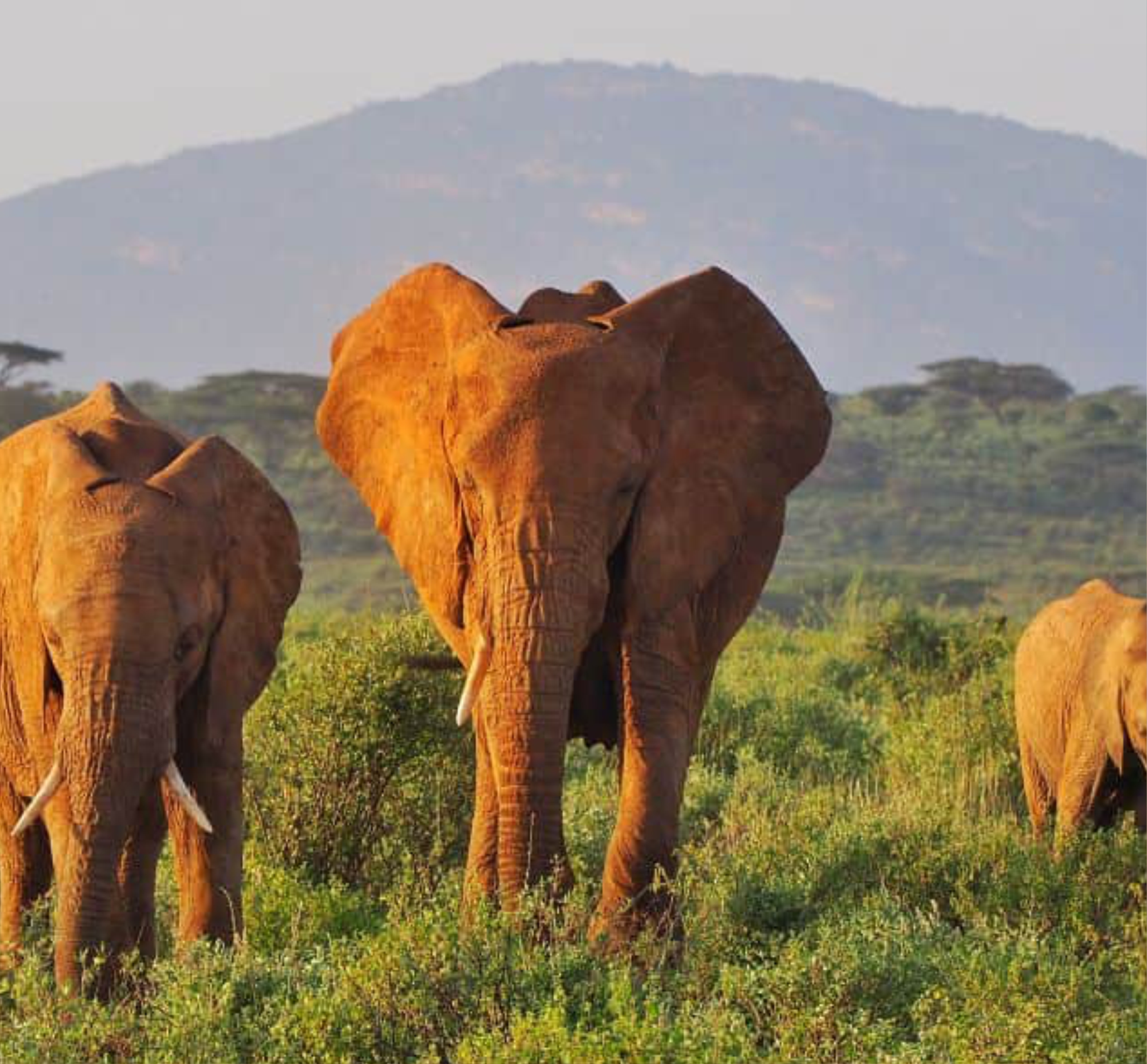 Samburu National Park